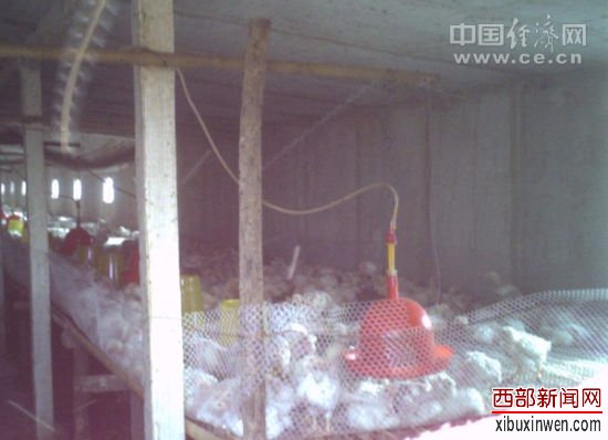 图为高密度的养殖场。 图为高密度的养殖场。