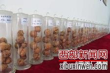 贵州赫章核桃叩响“国家喀斯特试点县”产业模板