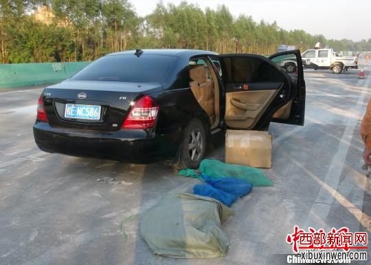 图:广西警方高速公路查获近百只野生蜥蜴