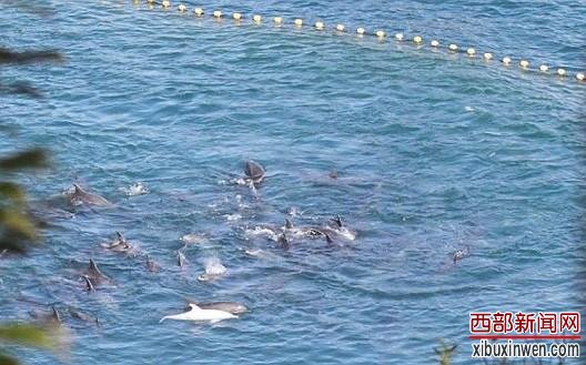 日本白化小海豚被残酷猎杀 母亲疑因与宝宝分离自杀