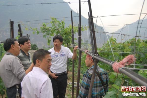 图为5月3日,甘世波(右二)作为永善县农业局局长,就葡萄避雨栽培示范建设作检查指导。
