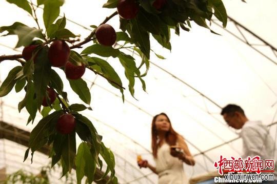 藏药材、高原果蔬等特色种植业也是西藏拉萨市扶贫发展的重点项目。图为6月10日,拉萨市城关区蔡公堂乡的油桃成熟,当地市民在大棚内进行采摘。 江飞波 摄